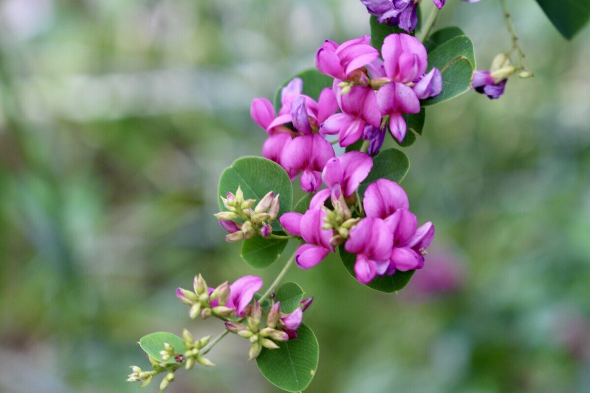 佐久の季節便り」、国の天然記念物・「岩村田ヒカリゴケ産地」が指定