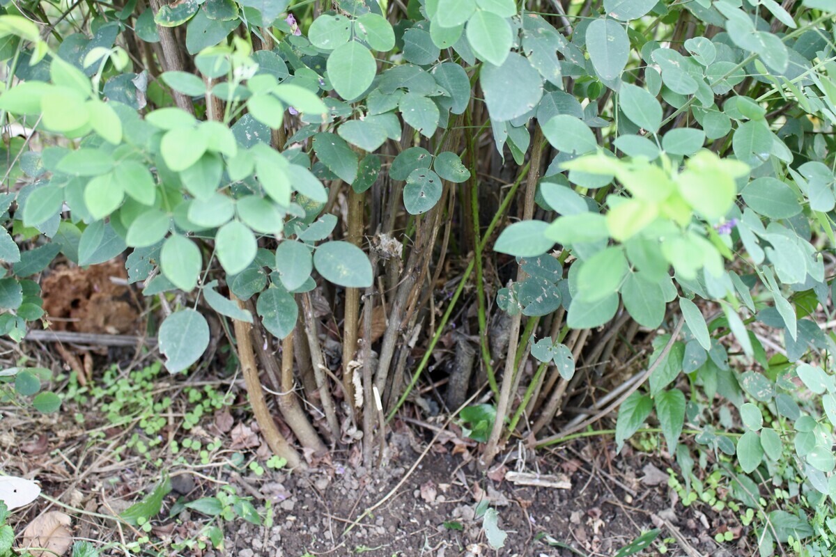 佐久の季節便り」、国の天然記念物・「岩村田ヒカリゴケ産地」が指定