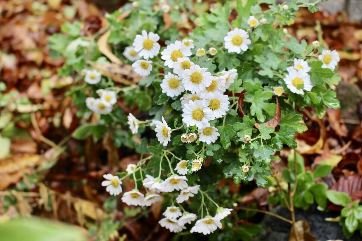 「佐久の季節便り」、秋が深まり、「菊（きく）」の花が香ります。 - yatsugatakeのブログ