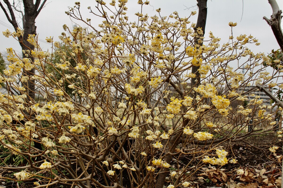 「佐久の季節便り」、日照無く「花冷え」、「三椏（みつまた）」の花が見頃に…。 - yatsugatakeのブログ