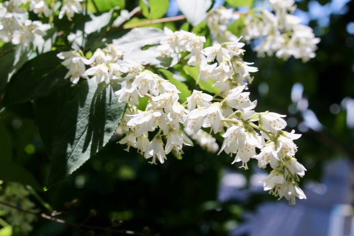 「佐久の季節便り」、「ひろば」に「3種の空木(うつぎ)」が咲いて…。 - yatsugatakeのブログ