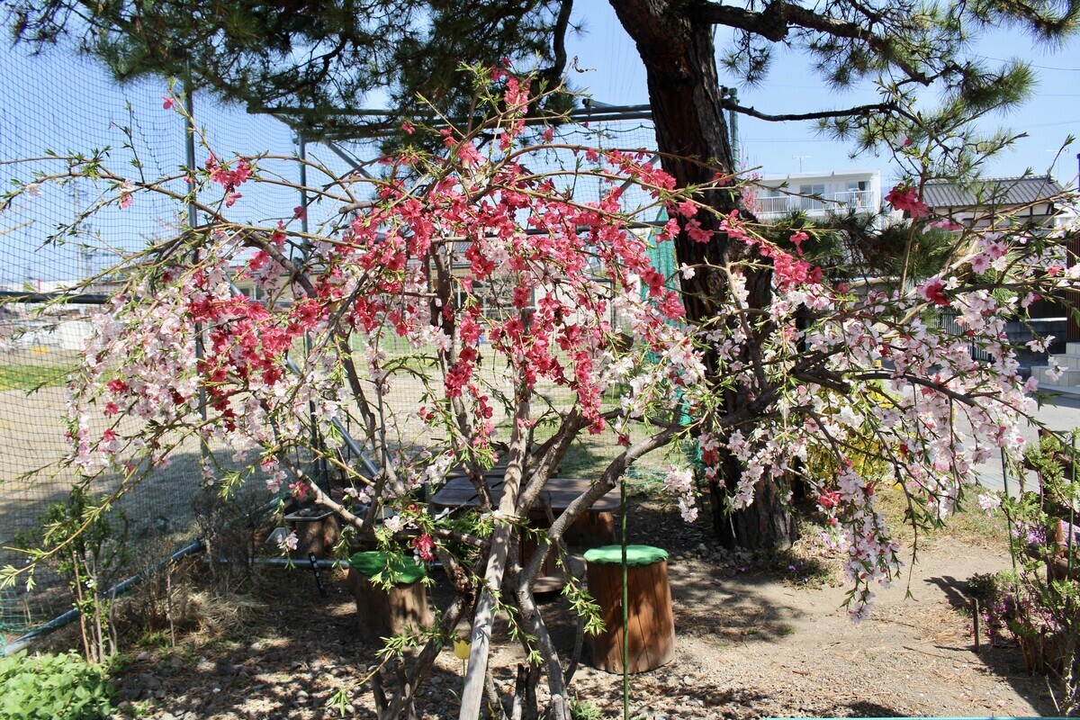 花街道 市田好枝