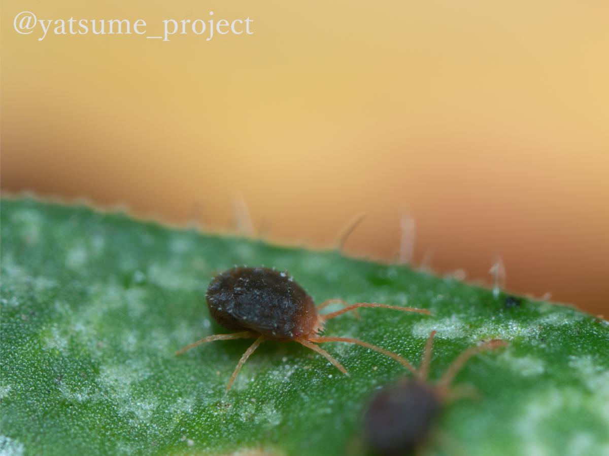 f:id:yatsugiri_yatsume:20190407222906j:plain f:id:yatsugiri_yatsume:20190407222906j:plain