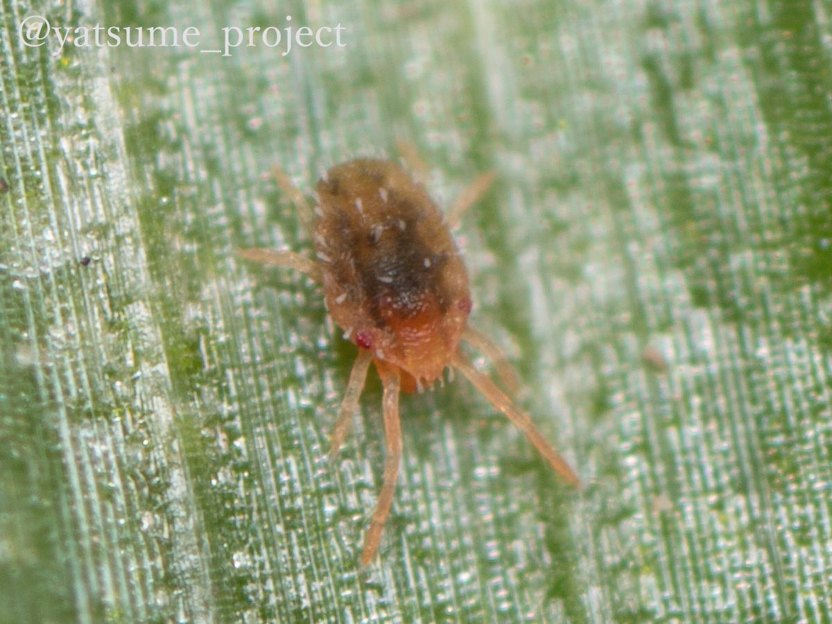 f:id:yatsugiri_yatsume:20190407222944j:plain f:id:yatsugiri_yatsume:20190407222944j:plain