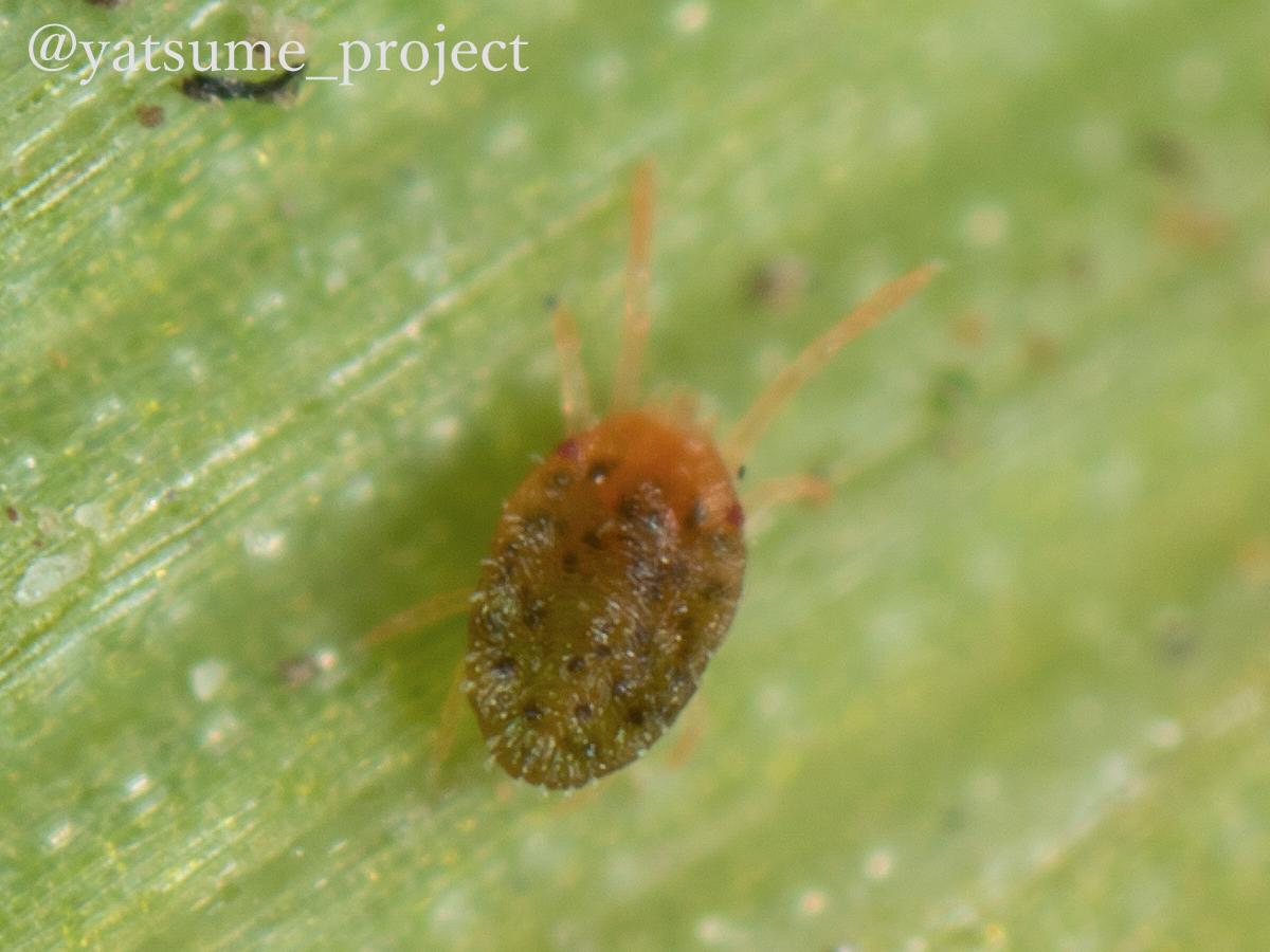 f:id:yatsugiri_yatsume:20190407223151j:plain f:id:yatsugiri_yatsume:20190407223151j:plain