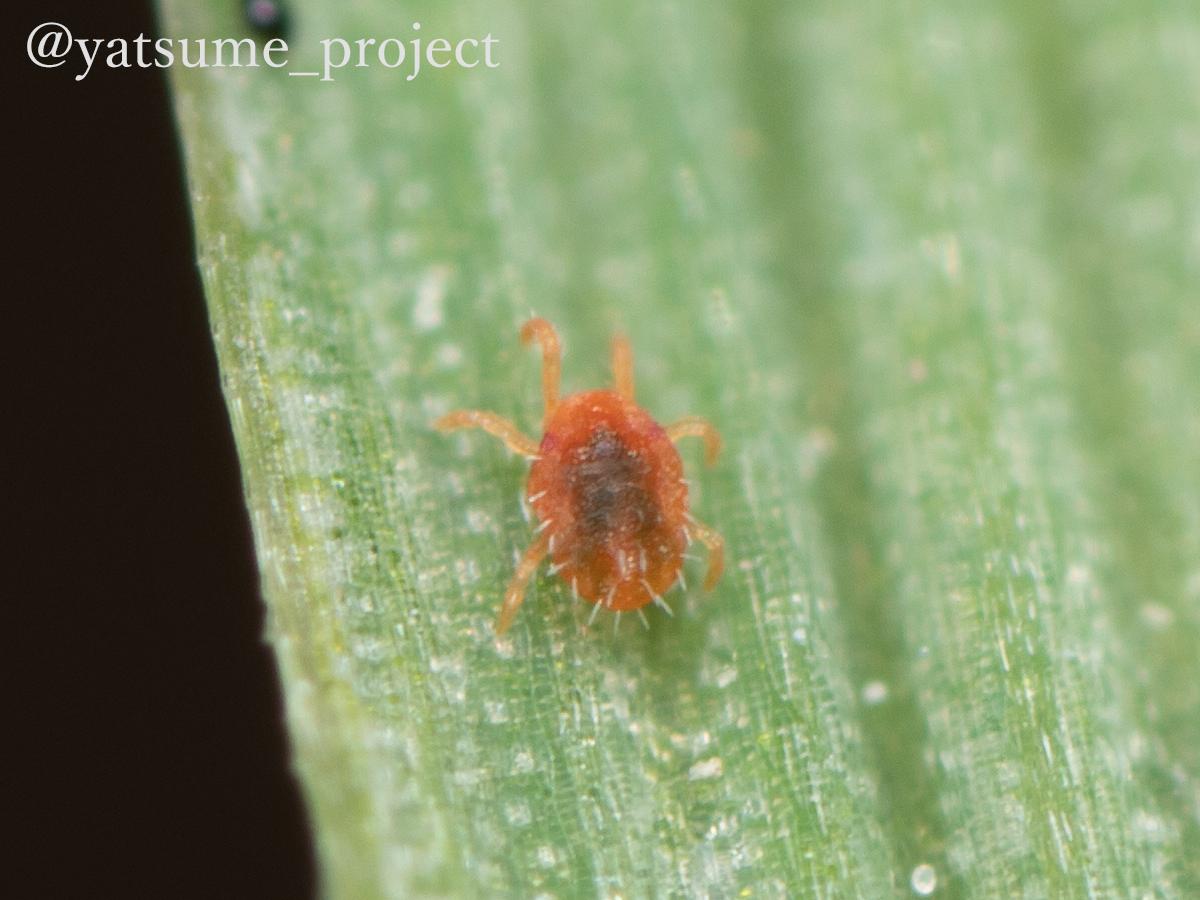 f:id:yatsugiri_yatsume:20190407223236j:plain f:id:yatsugiri_yatsume:20190407223236j:plain