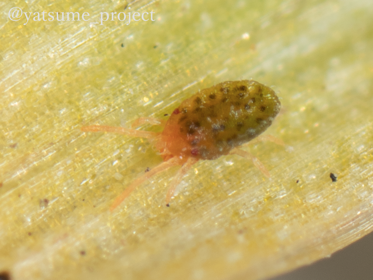 f:id:yatsugiri_yatsume:20190407223758p:plain f:id:yatsugiri_yatsume:20190407223758p:plain