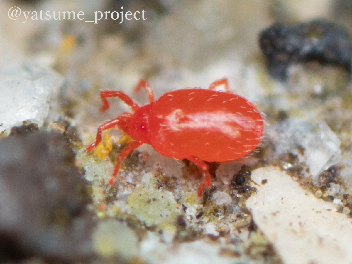 f:id:yatsugiri_yatsume:20190408231726p:plain