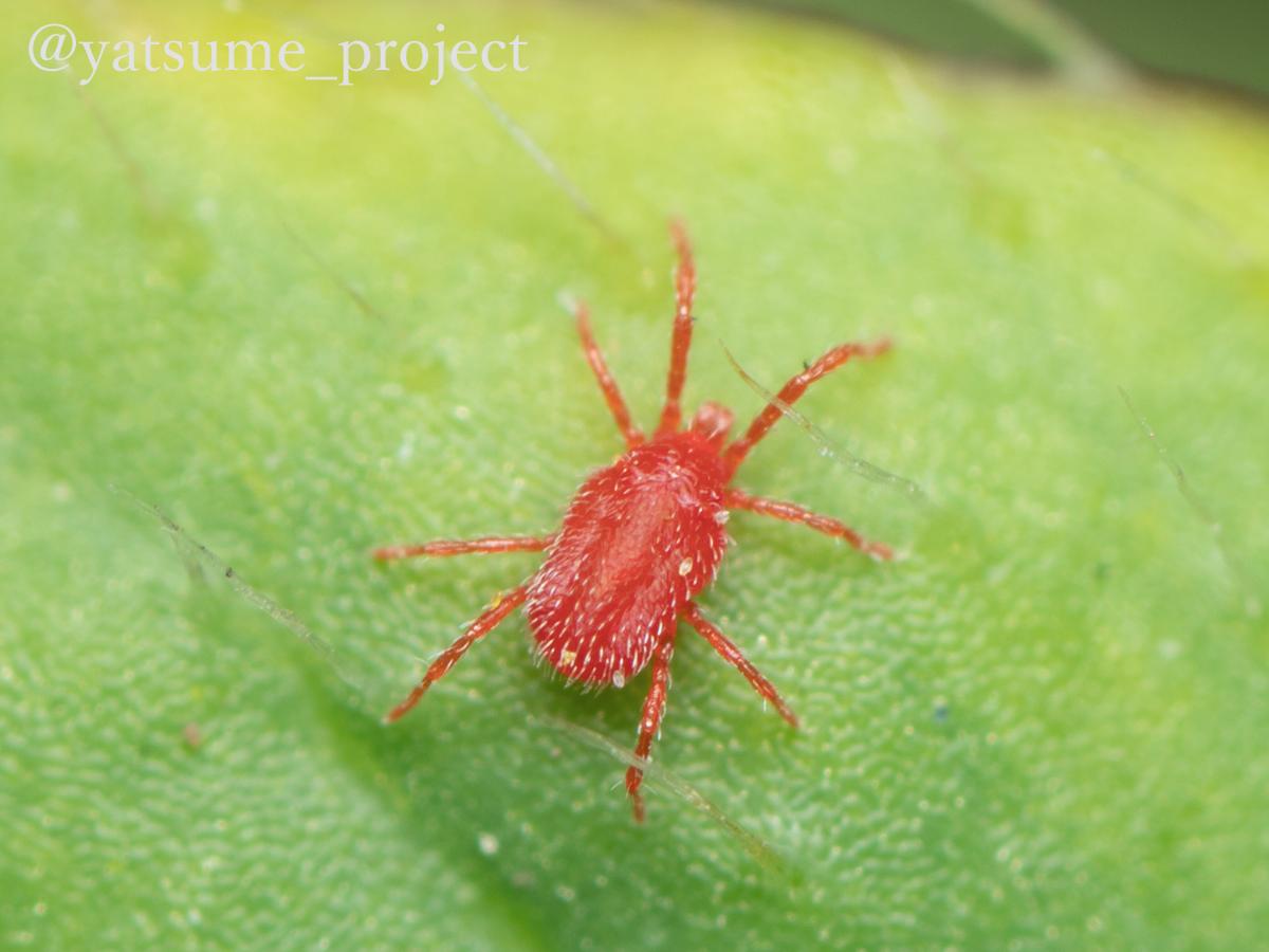 f:id:yatsugiri_yatsume:20190408232039j:plain