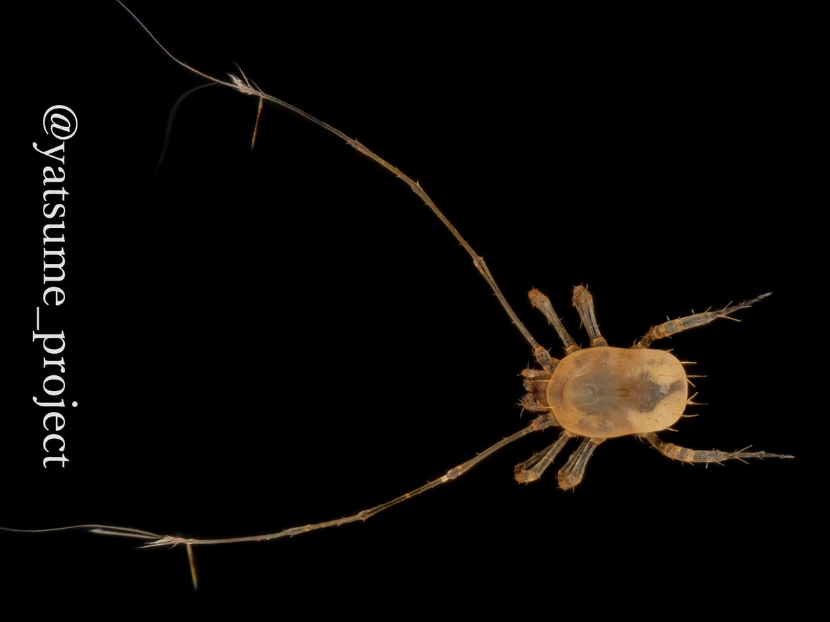 トゲダニ亜目 ウデナガダニ科 ウデナガダニ属の一種