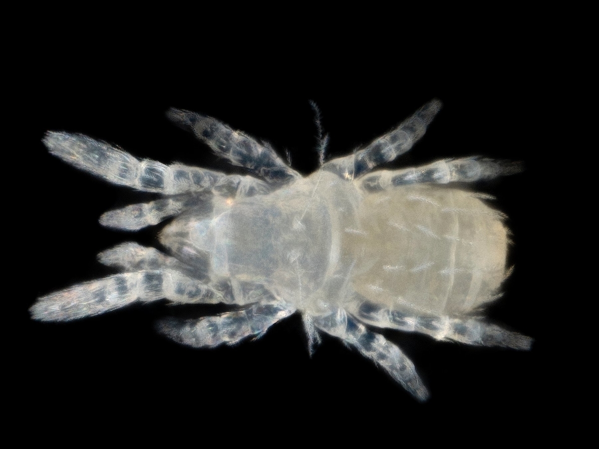 ニセササラダニ亜目 ニセアギトダニ科