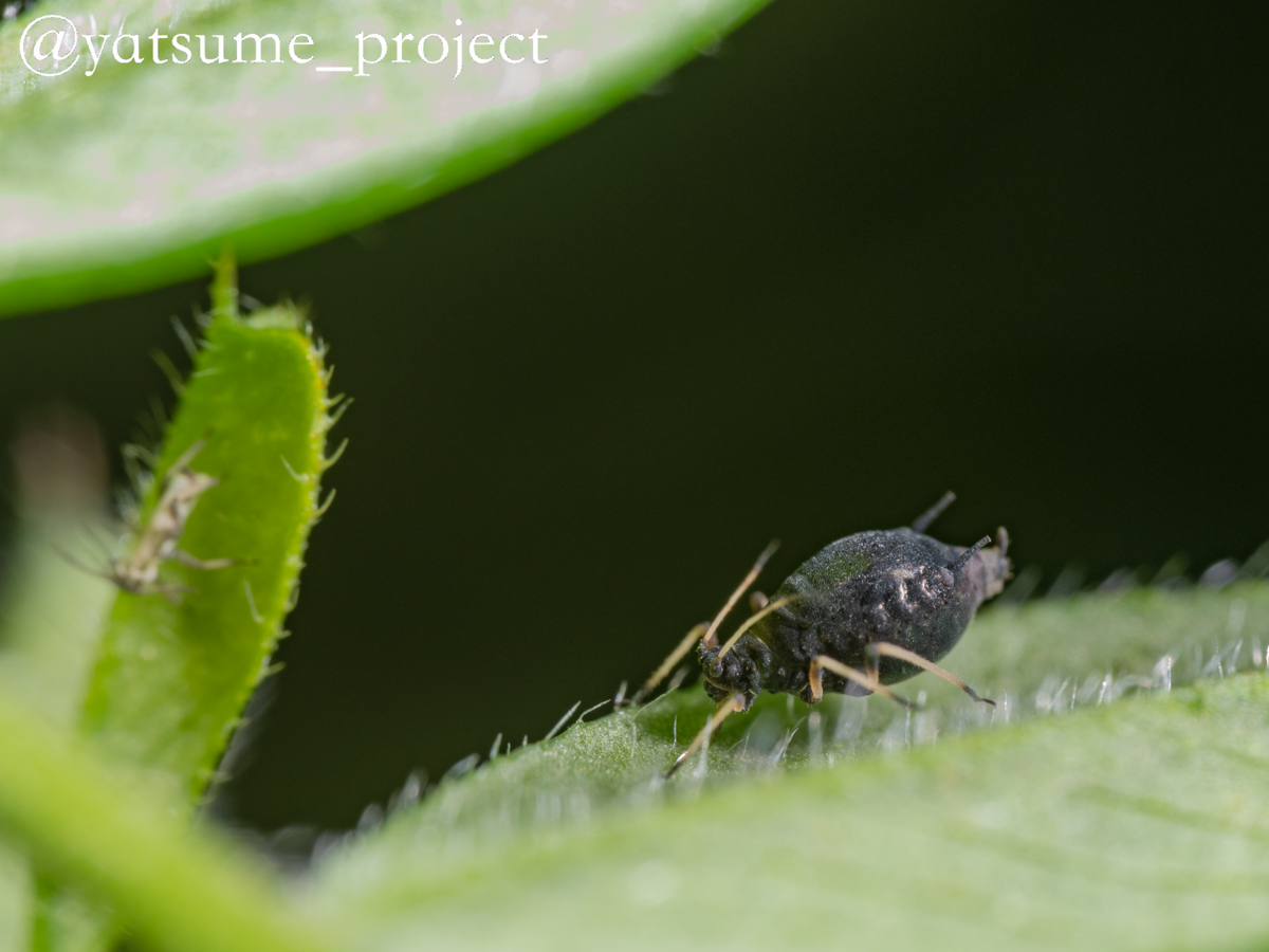 f:id:yatsugiri_yatsume:20210503011950p:plain