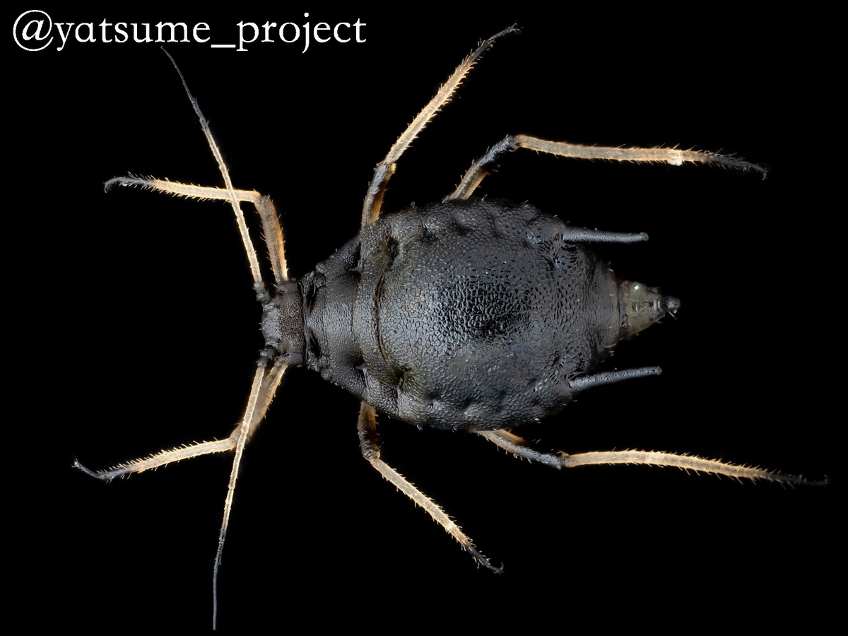 f:id:yatsugiri_yatsume:20210503013944j:plain