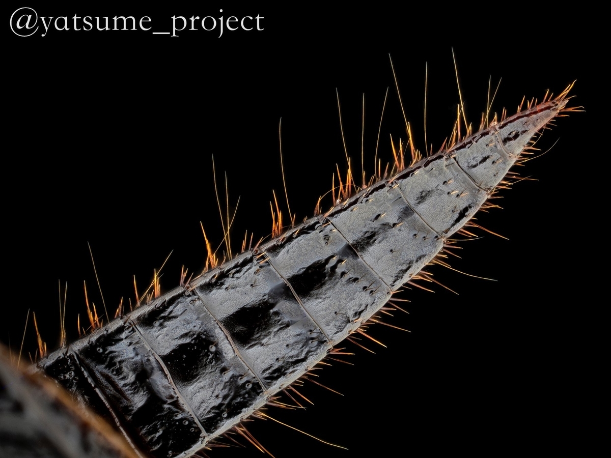 クロゴキブリの尾角