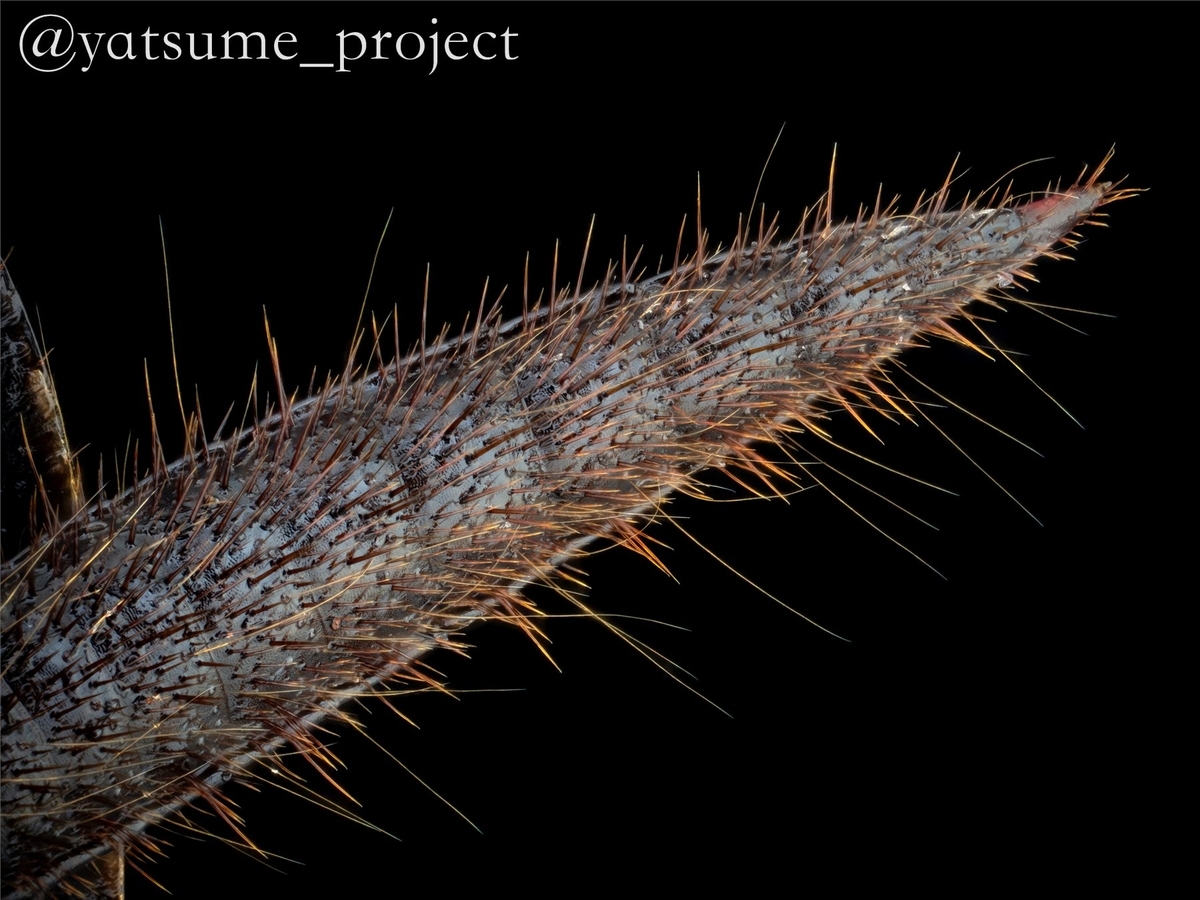 クロゴキブリの尾角