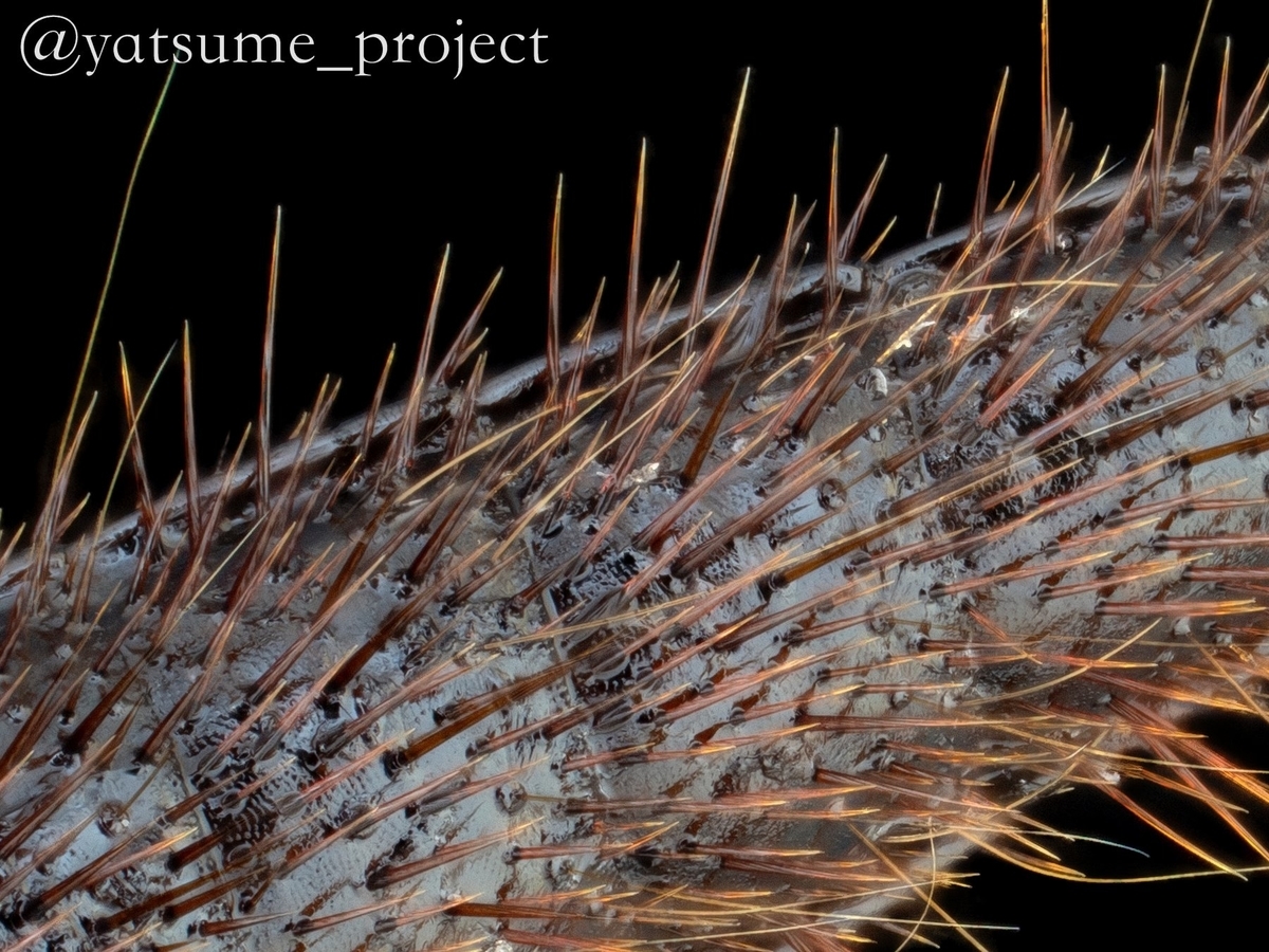 クロゴキブリの尾角