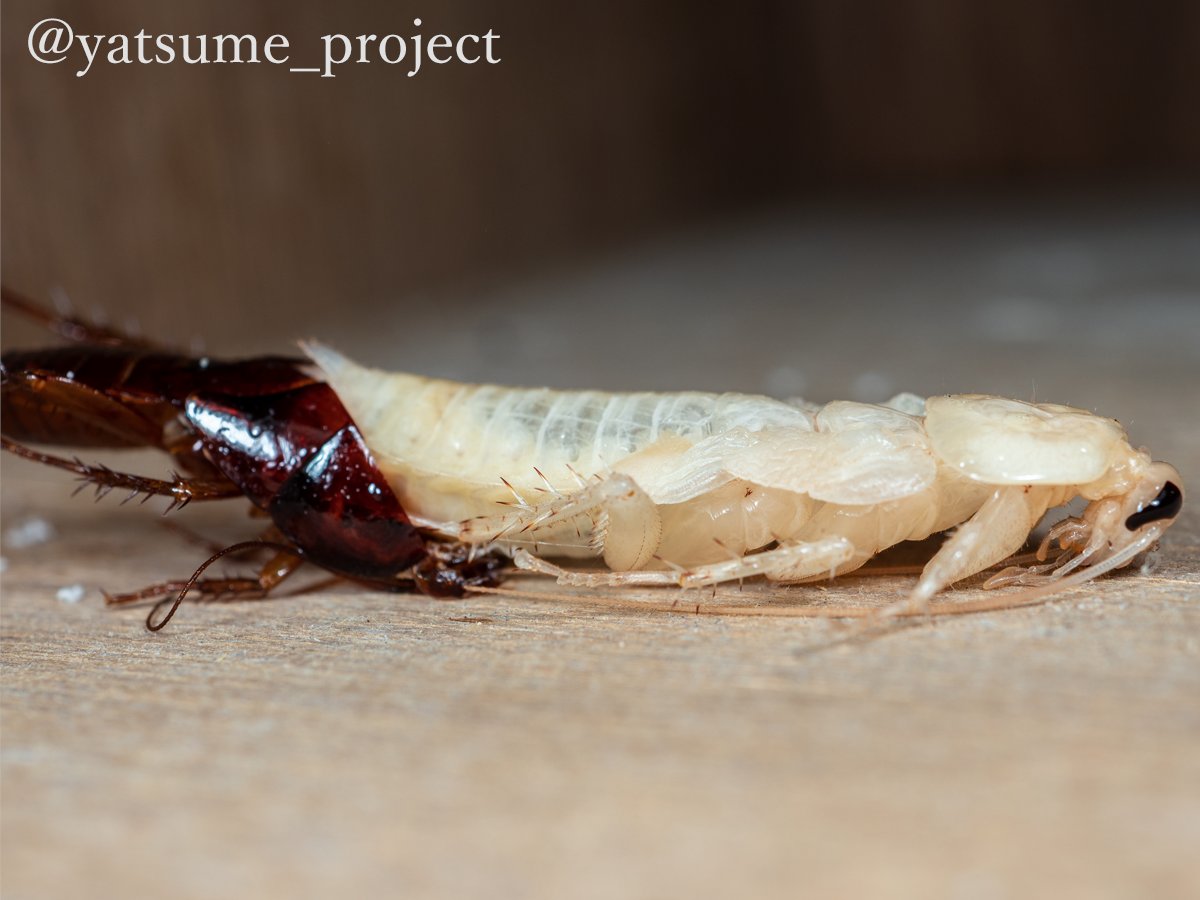 f:id:yatsugiri_yatsume:20211204004312j:plain