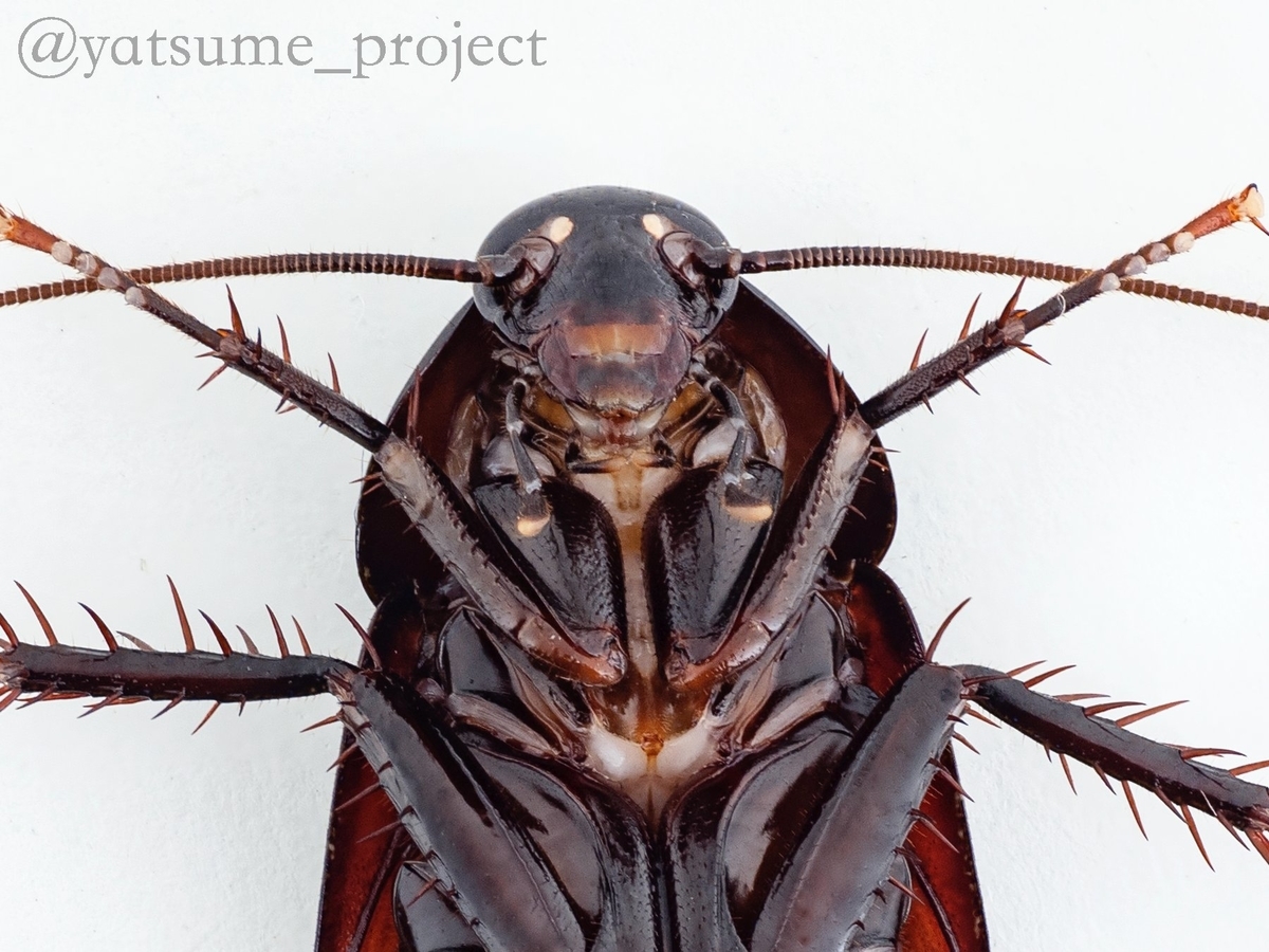 クロゴキブリ（Periplaneta fuliginosa）