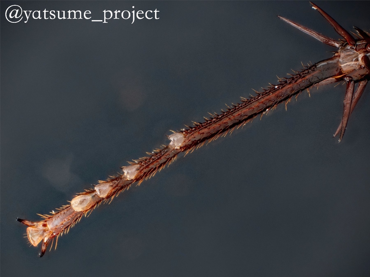 クロゴキブリの爪間盤と褥盤