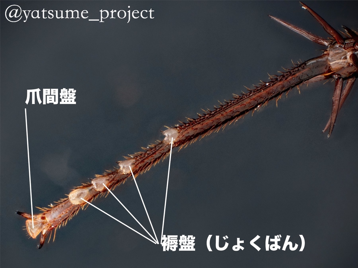 クロゴキブリの爪間盤と褥盤