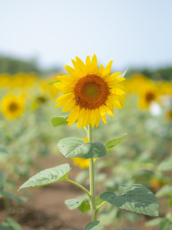 f:id:yatsuhashi_erg:20210828005639j:plain