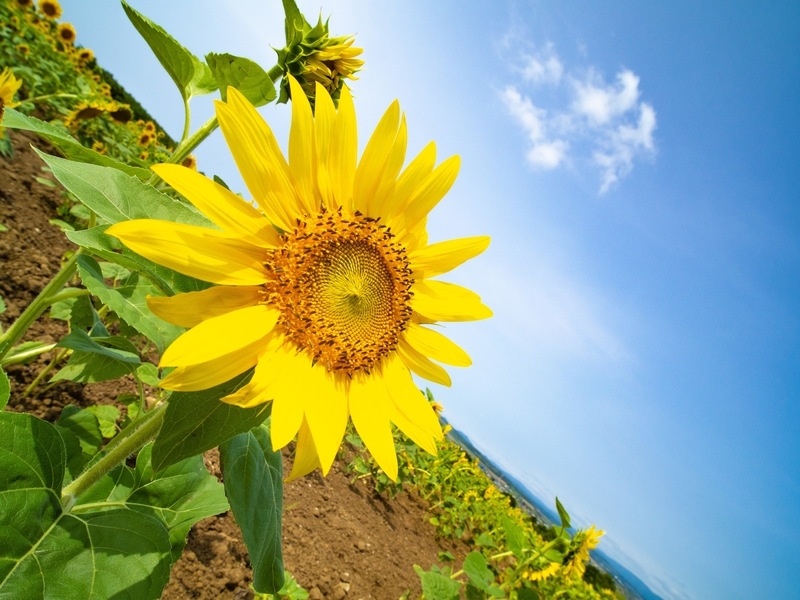f:id:yatsuhashi_erg:20210828010123j:plain