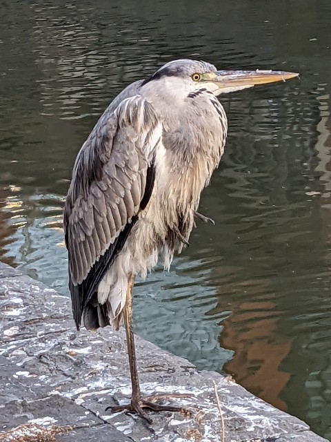 f:id:yattemita60:20221209005111j:image