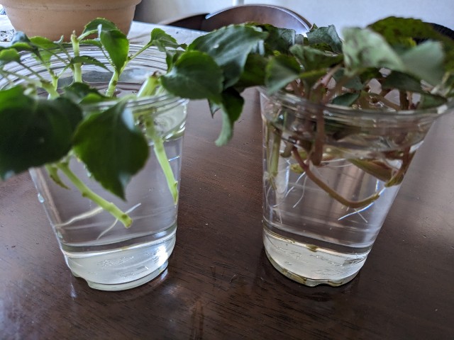 f:id:yattemita60:20230607125234j:image f:id:yattemita60:20230607125234j:image