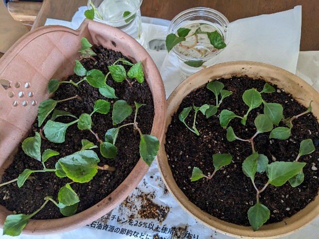 f:id:yattemita60:20230607145645j:image f:id:yattemita60:20230607145645j:image