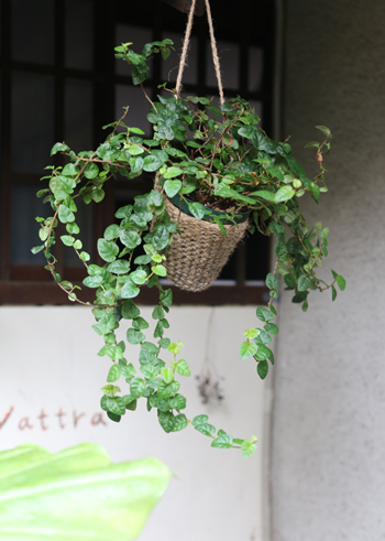 f:id:yattra:20150817114750j:image f:id:yattra:20150817114750j:image