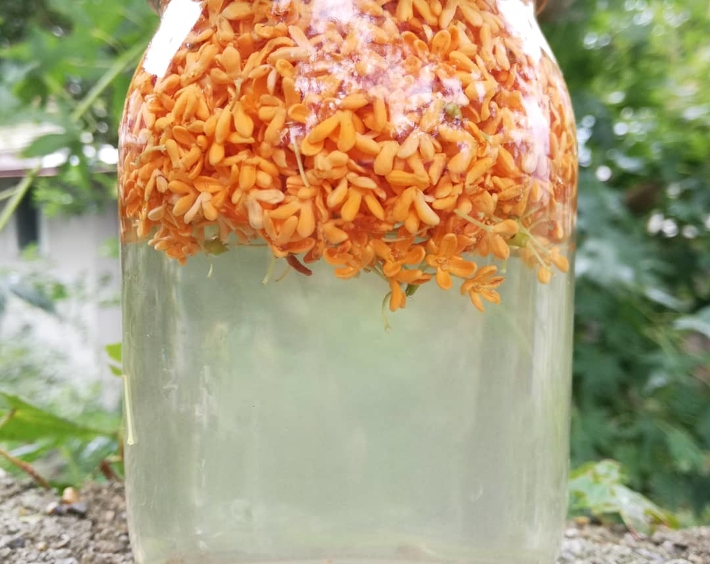 キンモクセイ酵母