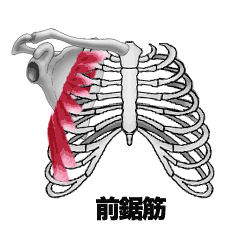 f:id:yauki0806:20190311161045g:image f:id:yauki0806:20190311161045g:image