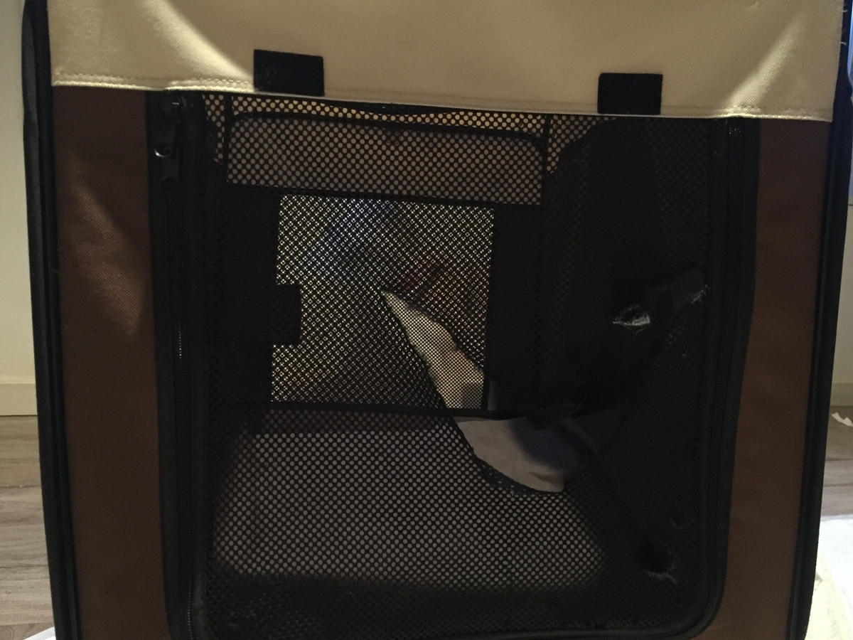 f:id:yawaraka-koinu:20190904215351j:plain f:id:yawaraka-koinu:20190904215351j:plain