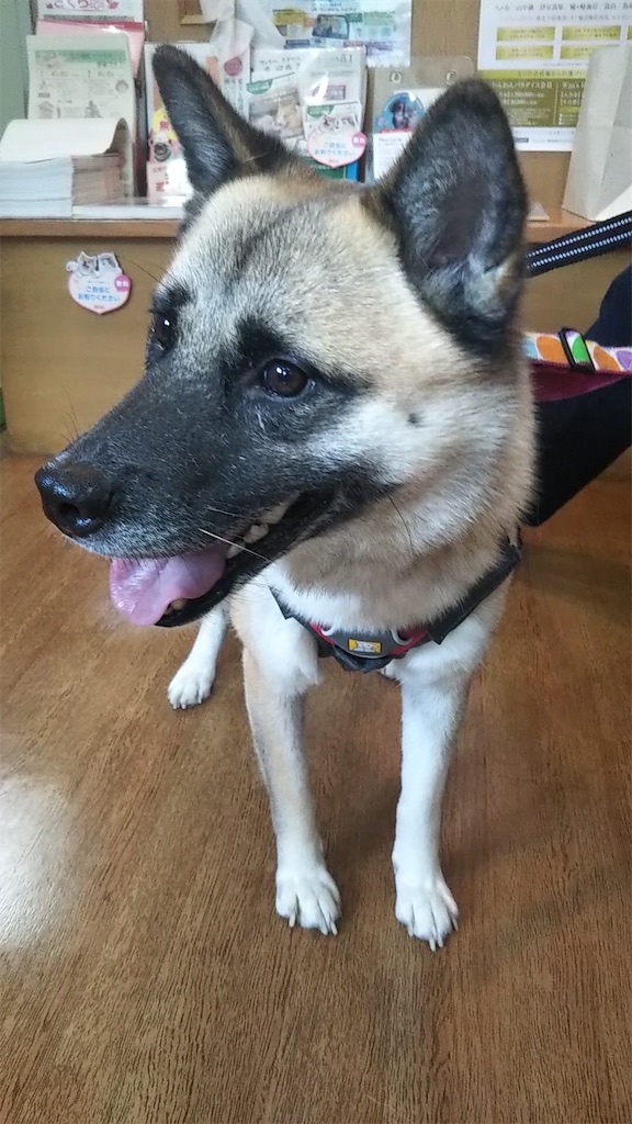 f:id:yawaraka-koinu:20191230133723j:image f:id:yawaraka-koinu:20191230133723j:image