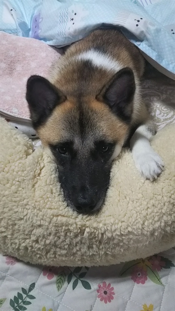 f:id:yawaraka-koinu:20191230134619j:image f:id:yawaraka-koinu:20191230134619j:image