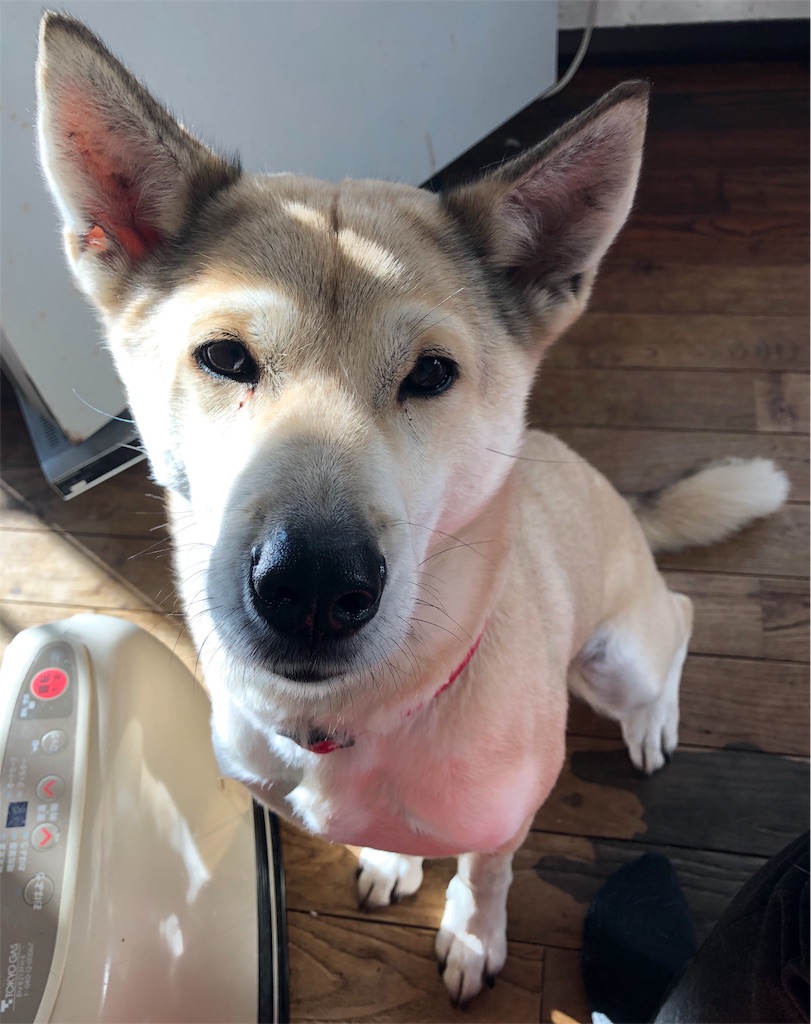ストーブ犬 Yawaraka Koinu S Blog ストーブ犬 Yawaraka Koinu S Blog