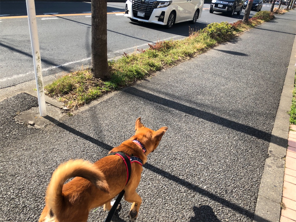 f:id:yawaraka-koinu:20210207131939j:image f:id:yawaraka-koinu:20210207131939j:image