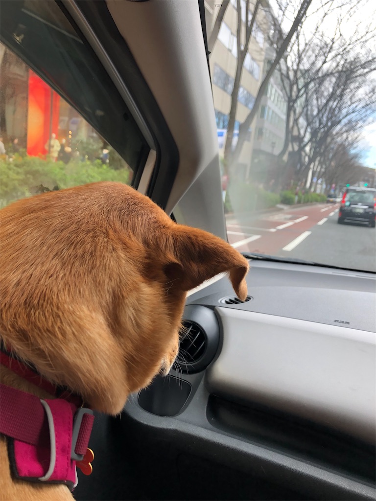 f:id:yawaraka-koinu:20240317143934j:image f:id:yawaraka-koinu:20240317143934j:image