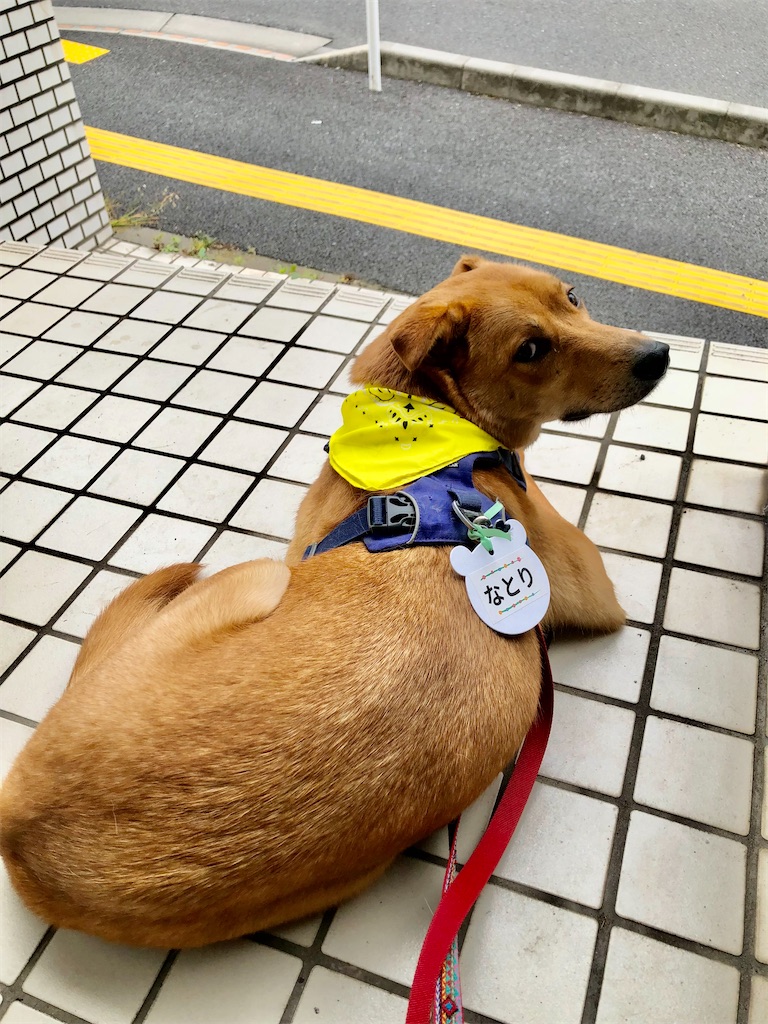 f:id:yawaraka-koinu:20240519170953j:image f:id:yawaraka-koinu:20240519170953j:image