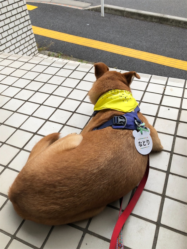 f:id:yawaraka-koinu:20240519171005j:image f:id:yawaraka-koinu:20240519171005j:image