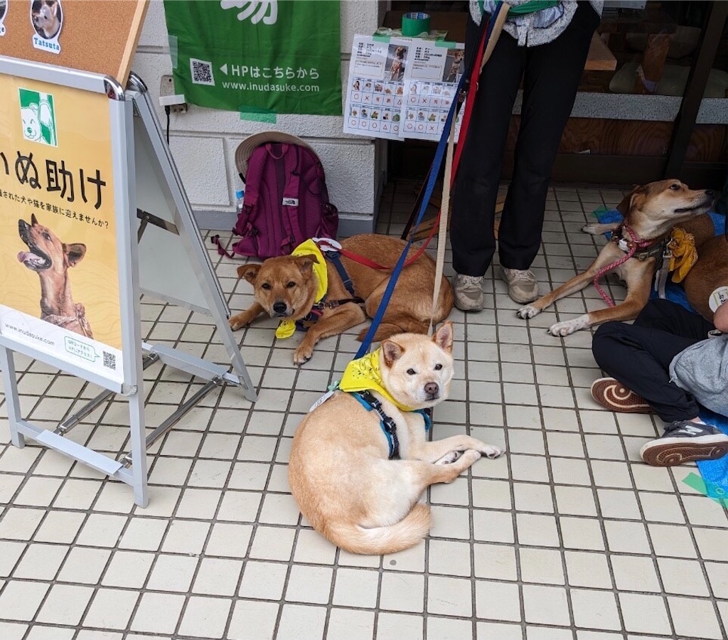 f:id:yawaraka-koinu:20240519171008j:image f:id:yawaraka-koinu:20240519171008j:image