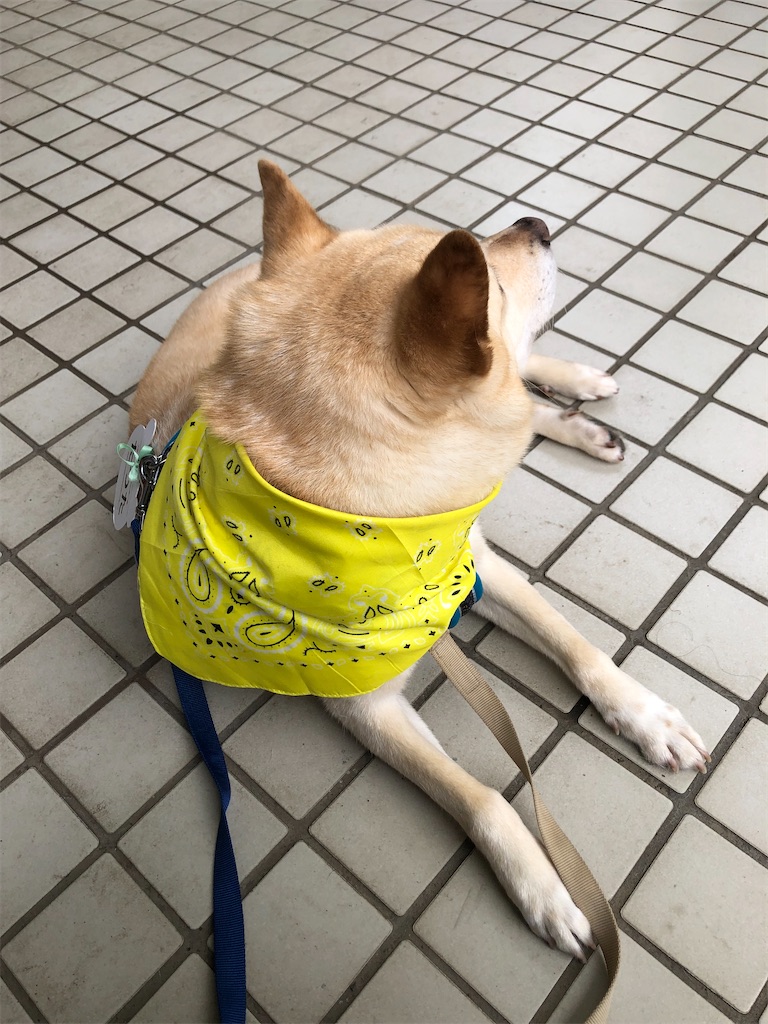 f:id:yawaraka-koinu:20240519171010j:image f:id:yawaraka-koinu:20240519171010j:image