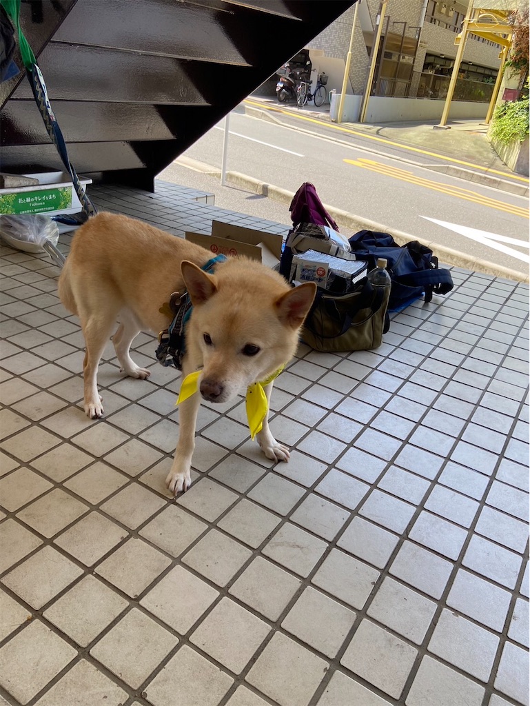 f:id:yawaraka-koinu:20240715073817j:image f:id:yawaraka-koinu:20240715073817j:image