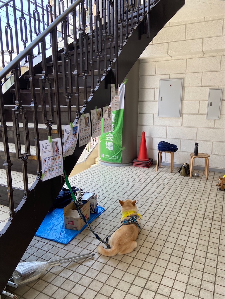f:id:yawaraka-koinu:20240715073828j:image f:id:yawaraka-koinu:20240715073828j:image
