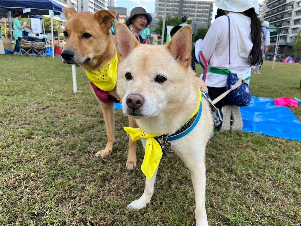 f:id:yawaraka-koinu:20241014131115j:image f:id:yawaraka-koinu:20241014131115j:image