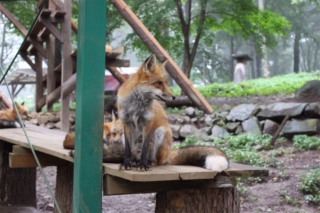 f:id:yayakky:20160929014324j:image f:id:yayakky:20160929014324j:image
