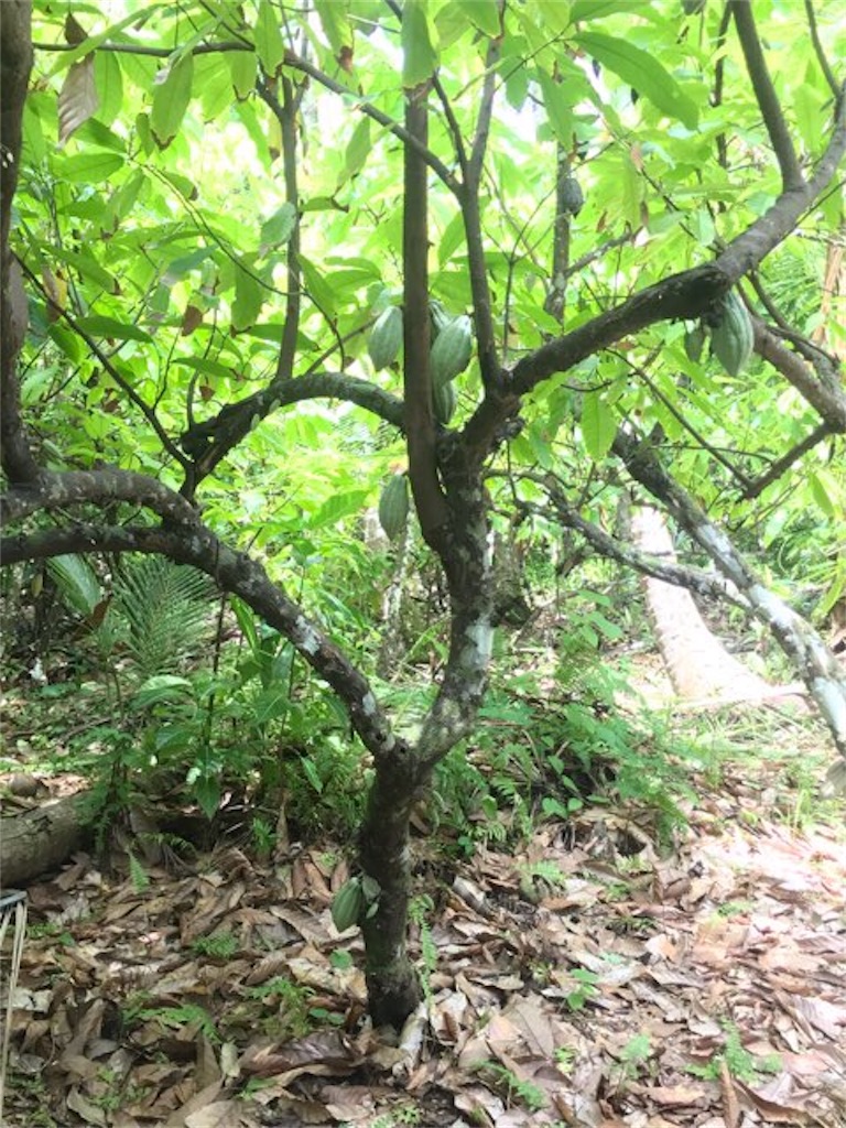f:id:yayakur0:20190218161759j:image f:id:yayakur0:20190218161759j:image