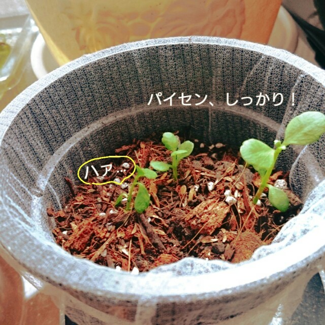 f:id:yayamosureba:20170622100145j:image f:id:yayamosureba:20170622100145j:image