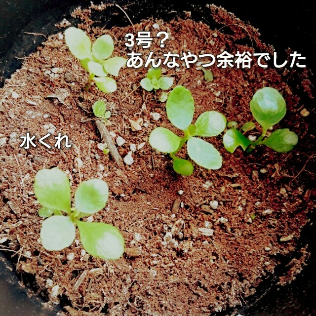 f:id:yayamosureba:20170705141242j:image f:id:yayamosureba:20170705141242j:image