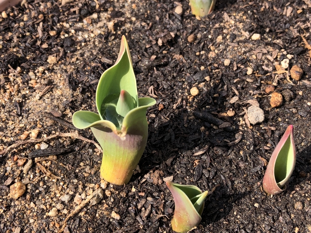 f:id:yayoi-blog:20190301173804j:plain